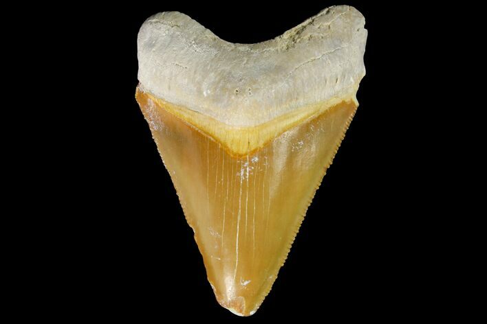 Serrated, Fossil Megalodon Tooth - Bone Valley, Florida #145093